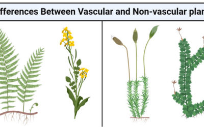 What Is The Difference Between Vascular And Non-Vascular Plants